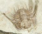 Killer Kettneraspis Trilobite From Oklahoma #2521-2